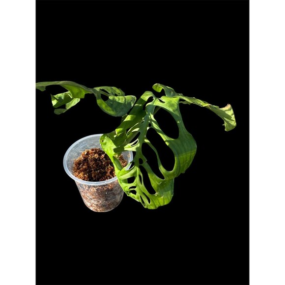 Monstera Esqueleto Top Cutting, Exact Plant Ships Nationwide - Picture 3 of 4